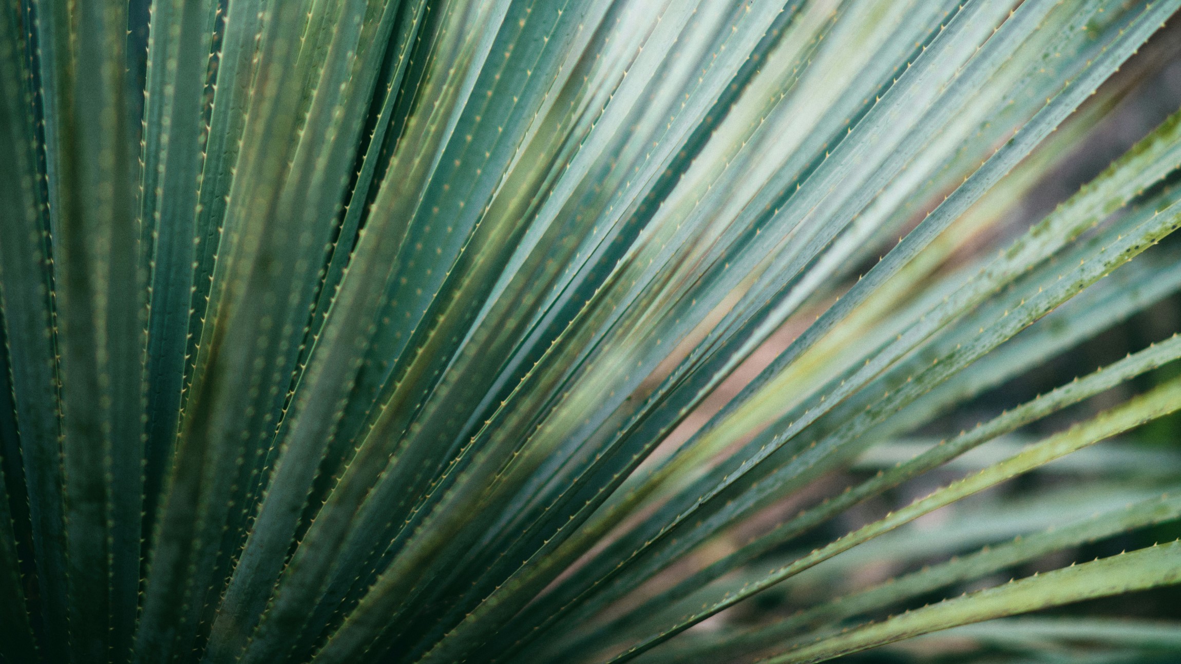 Abstract Palm leaves